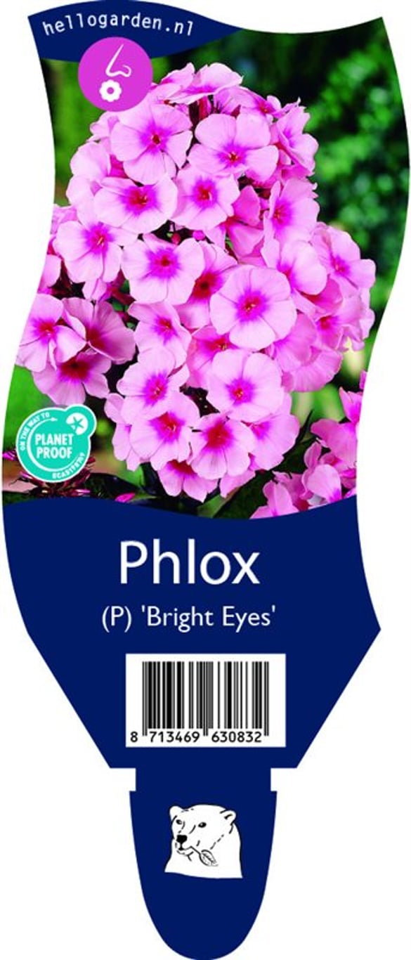 Phlox (P) 'Bright Eyes' - P11